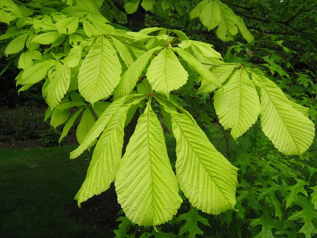 Aesculus hippocastanum 'Hampton Court Gold' 