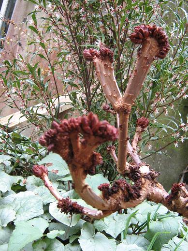 Aesculus hippocastanum 'Monstrosa' 