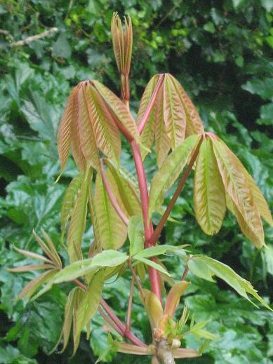 Aesculus indica 