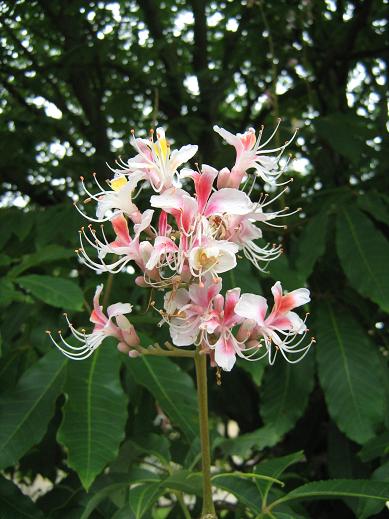 Aesculus indica 'Sydney Pearce' 