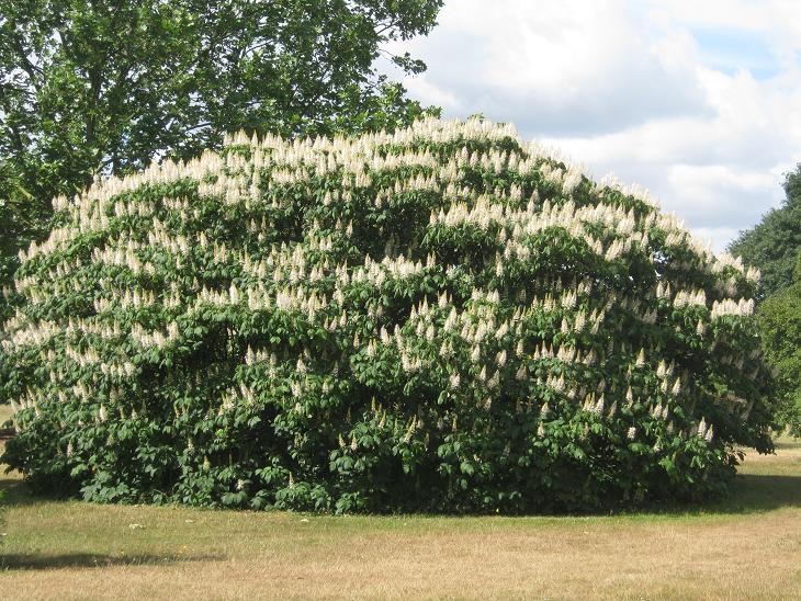 Aesculus parviflora 