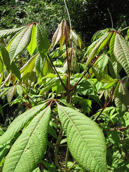 Aesculus parviflora 