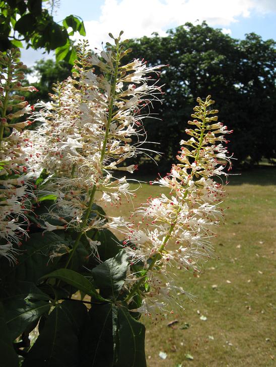 Aesculus parviflora 