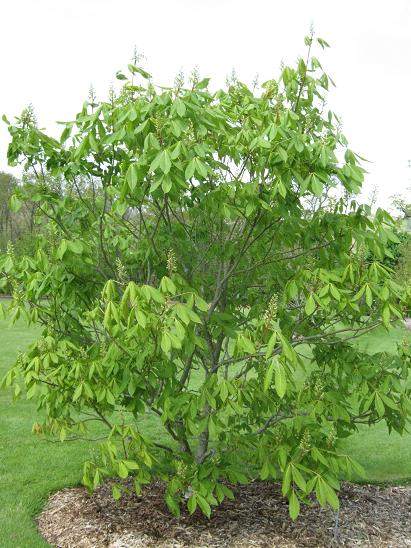 Aesculus x neglecta 'Autumn Fire' 