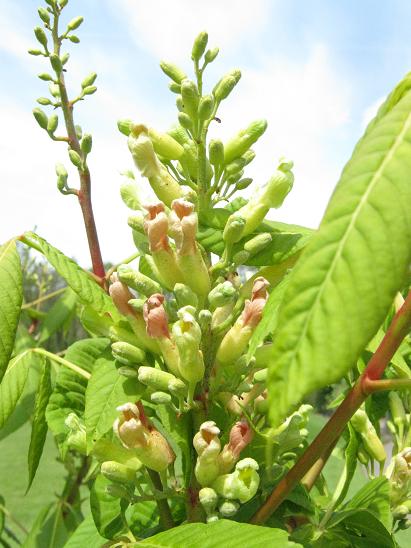 Aesculus x neglecta 'Autumn Fire' 