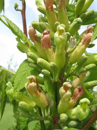 Aesculus x neglecta 'Autumn Fire' 