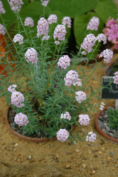 Aethionema cordifolium 