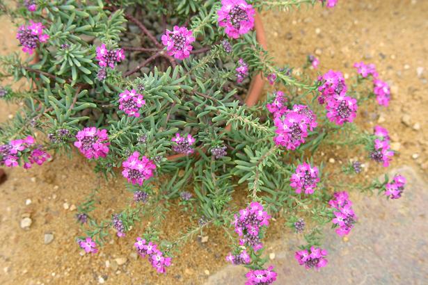 Aethionema 'Warley Rose' 