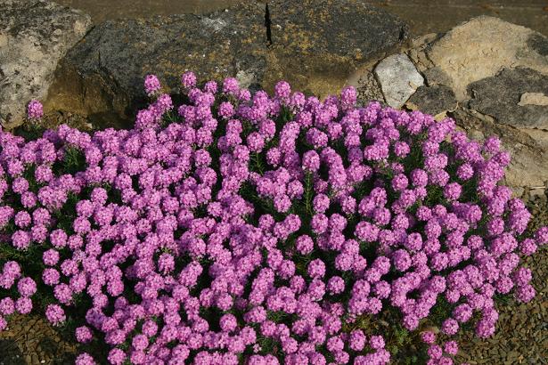 Aethionema 'Warley Rose' 