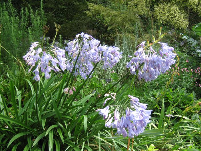 Agapanthus 'Angela' 