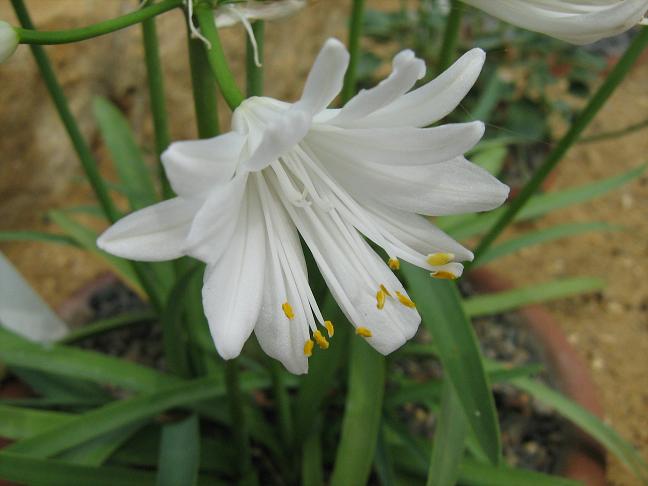 Agapanthus 'Double Diamond' 