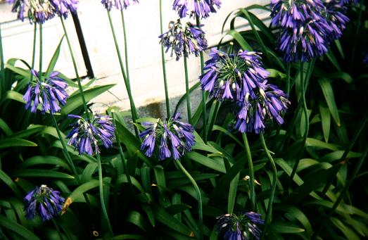 Agapanthus dyeri 