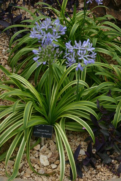 Agapanthus 'Golden Variegated' 