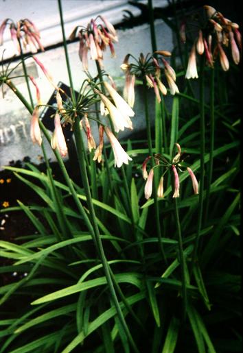 Agapanthus inapertus 