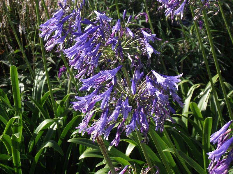 Agapanthus 'Loch Hope' 