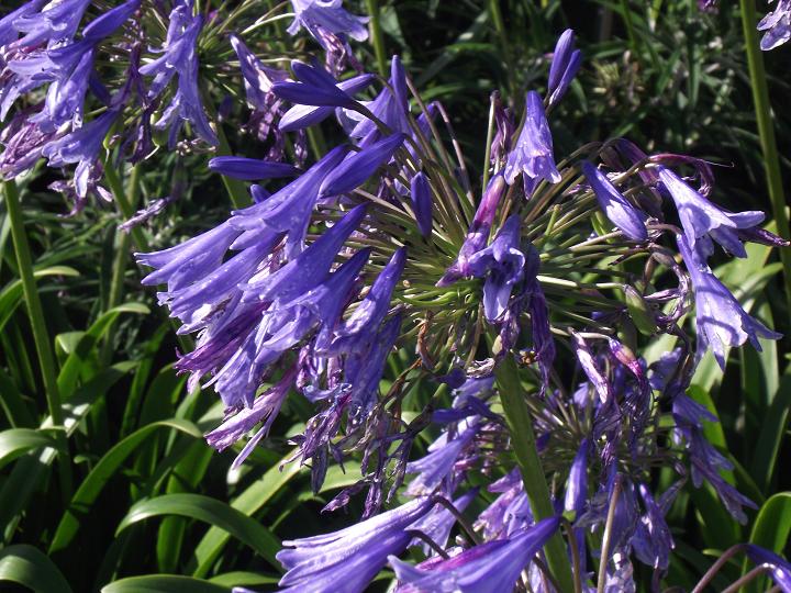 Agapanthus 'Loch Hope' 