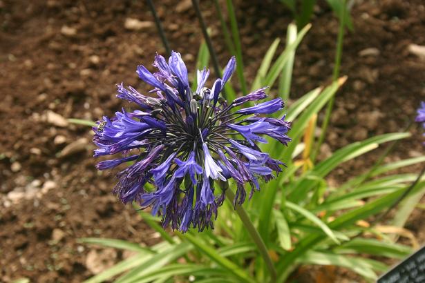 Agapanthus 'Navy Blue' 