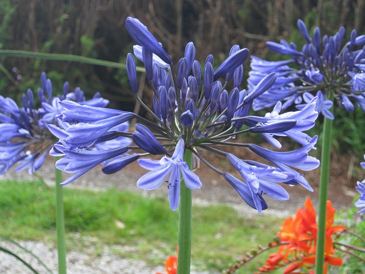 Agapanthus 'Navy Blue' 