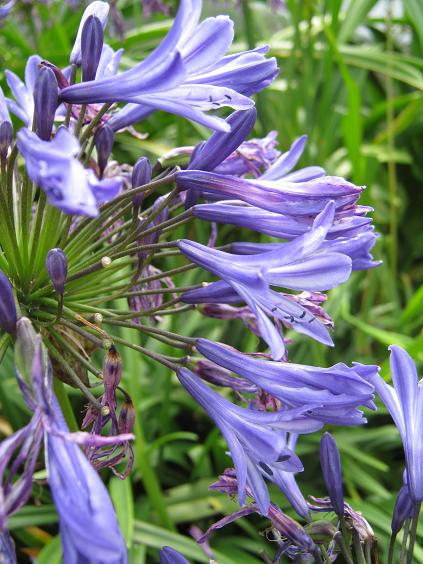 Agapanthus 'Navy Blue' 