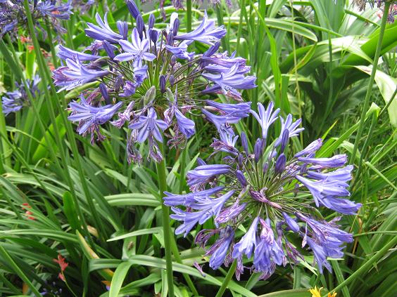 Agapanthus 'Navy Blue' 