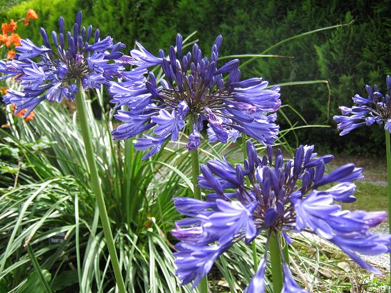 Agapanthus 'Navy Blue' 