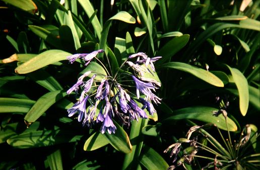 Agapanthus nutans 