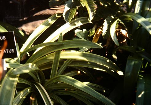 Agapanthus praecox 'Aurivittatus' 