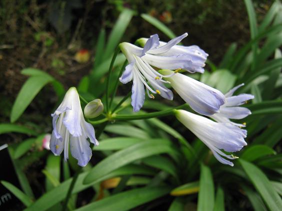 Agapanthus 'Silver Baby' 