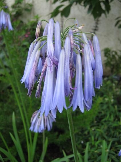 Agapanthus 'Sky' 