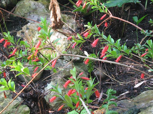 Agapetes buxifolia 