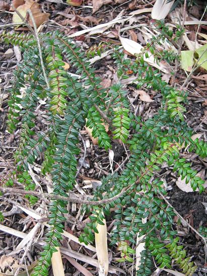 Agapetes serpens 