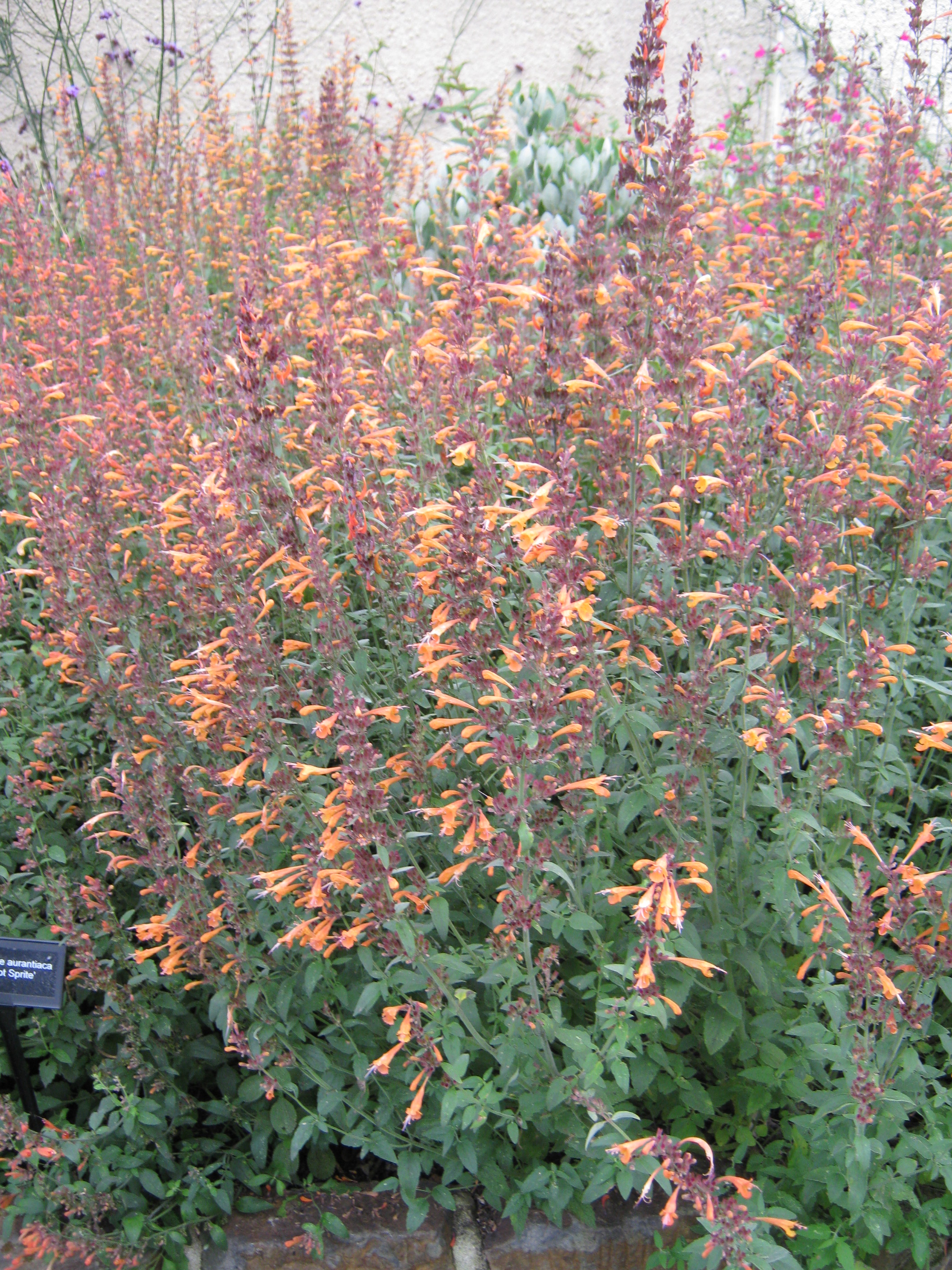 Agastache aurantiaca 'Apricot Spire' 