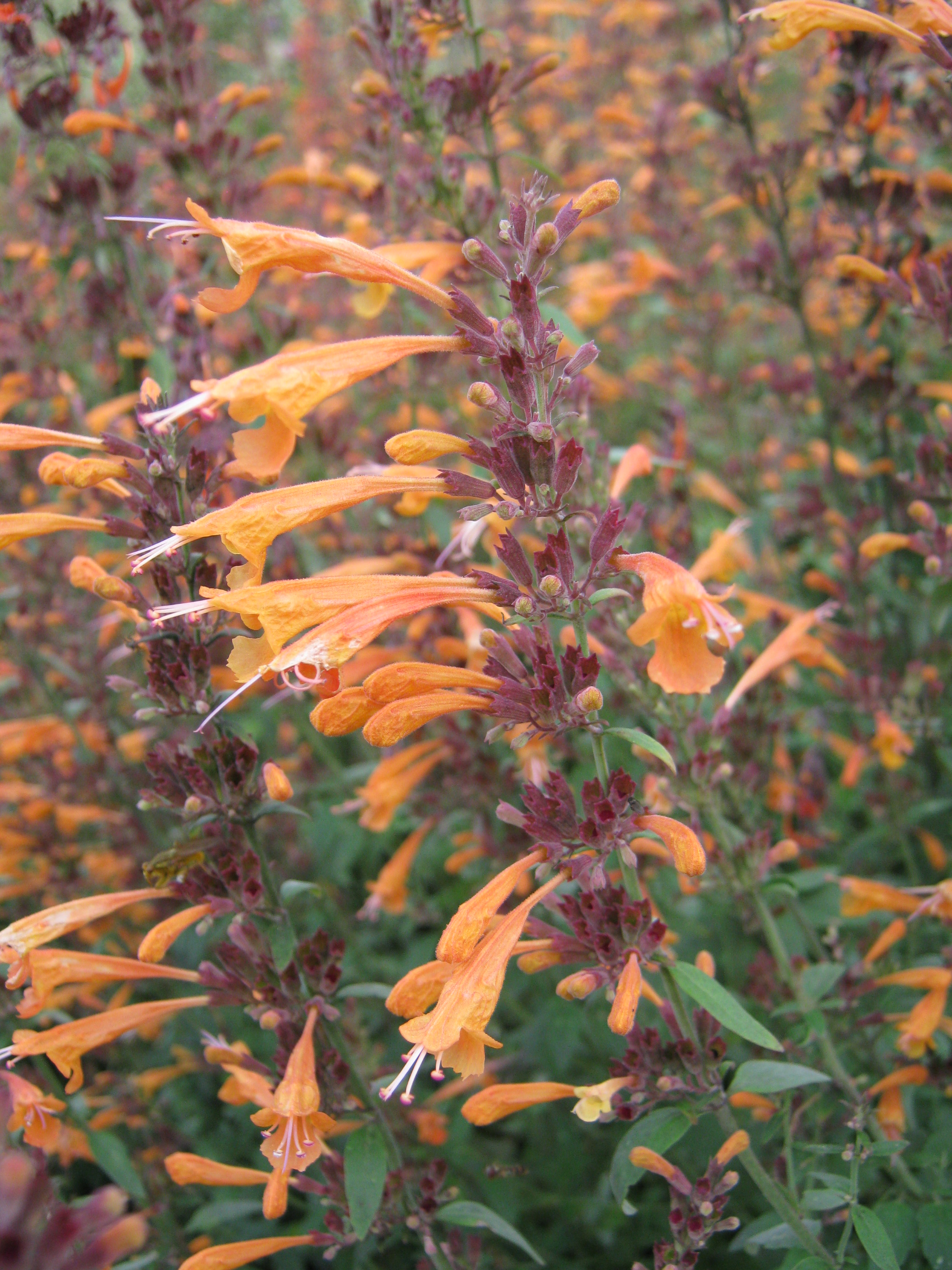 Agastache aurantiaca 'Apricot Spire' 