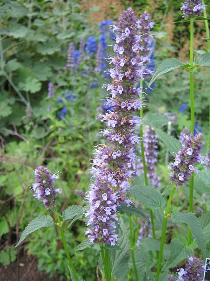 Agastache 'Black Adder' 