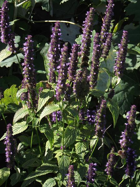 Agastache 'Black Adder' 