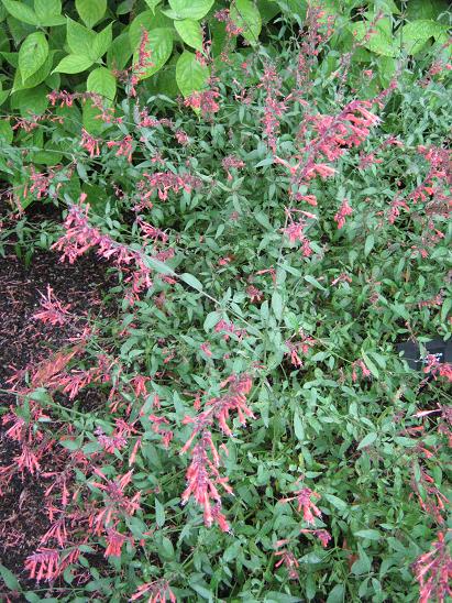 Agastache 'Firebird' 