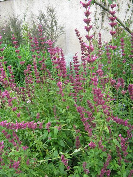 Agastache mexicana 'Sangria' 