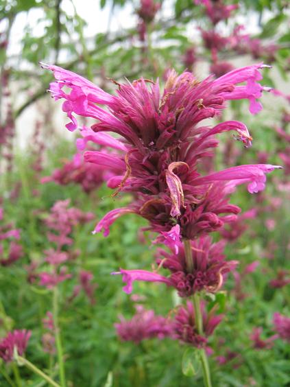 Agastache mexicana 'Sangria' 