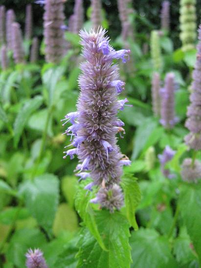 Agastache rugosa 