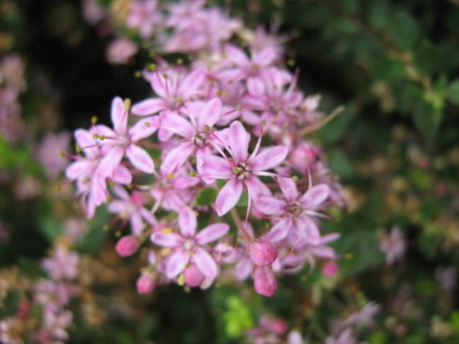 Agathosma ovata 