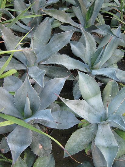 Agave (americana x scabra) 