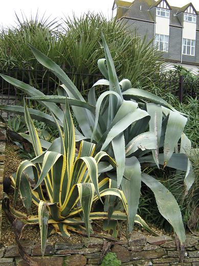 Agave americana 