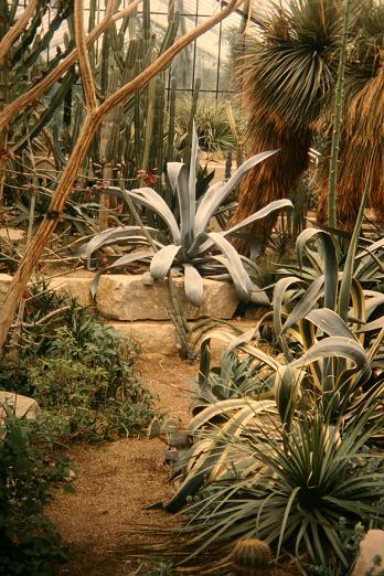 Agave americana 