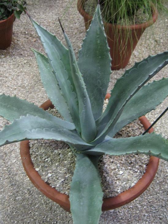 Agave americana 