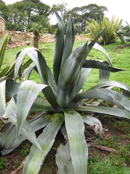 Agave americana 