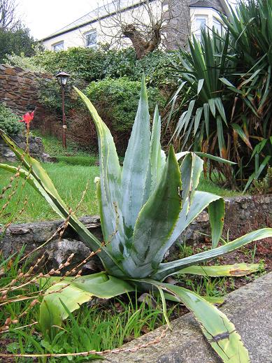 Agave americana 