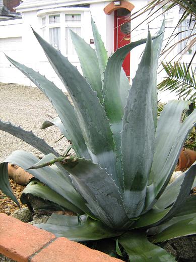 Agave americana 