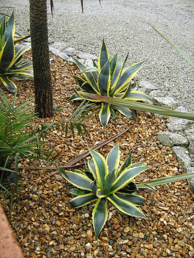 Agave americana 'Marginata' 