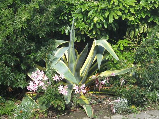 Agave americana 'Marginata' 