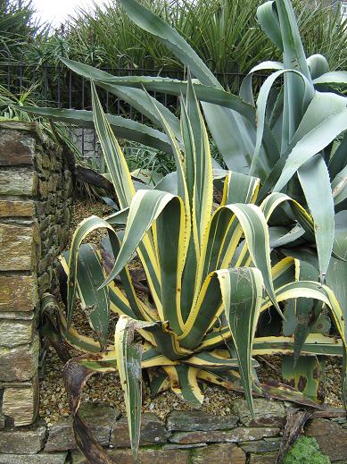 Agave americana 'Marginata' 